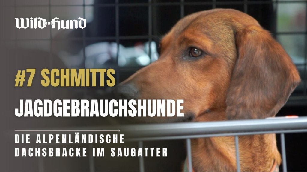 Schmitts Jagdgebrauchshunde - Die Alpenlaendische Dachsbracken im Saugatter