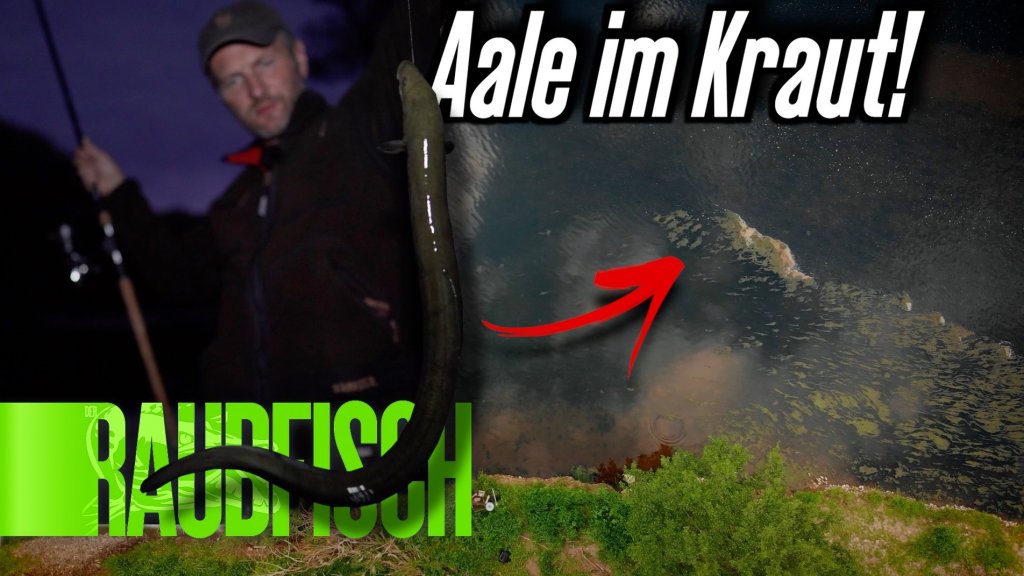 Kampf im Kraut: Auf Aale in der Sieg