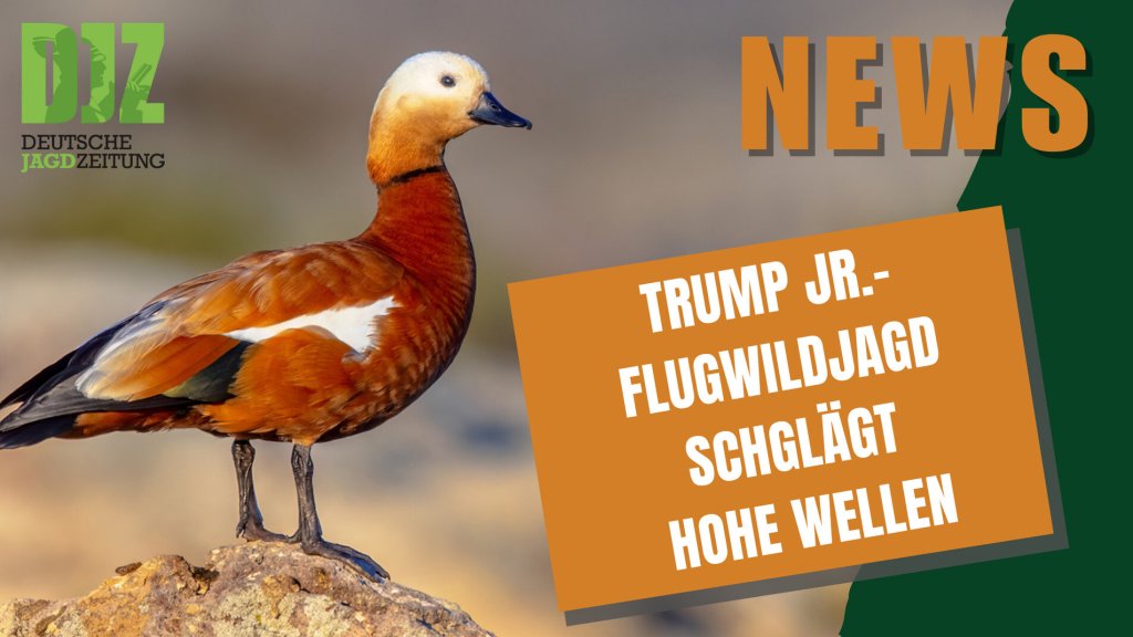DJZ NEWS 05.02.2025