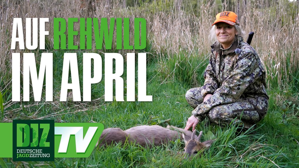 Jagen an der Straße – Auf Rehwild im April