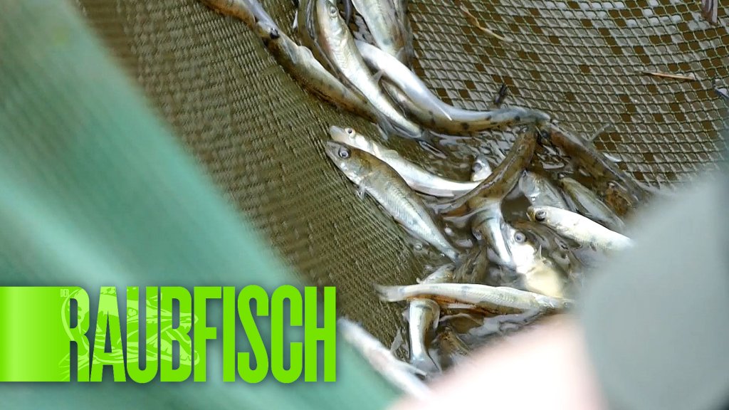 Einer von uns: Matze Koch beim Fischbesatz