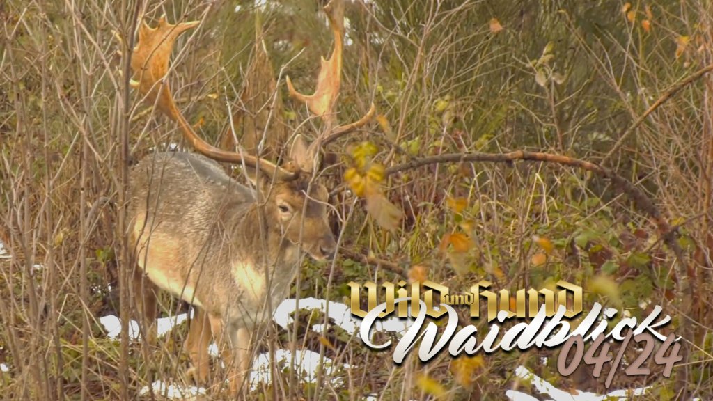 WILD UND HUND - Waidblick - April 2024