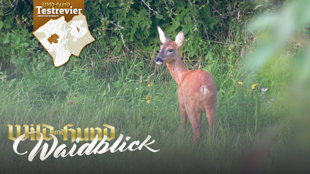 Aus dem Testrevier - Planänderung! - Rehwildjagd im September