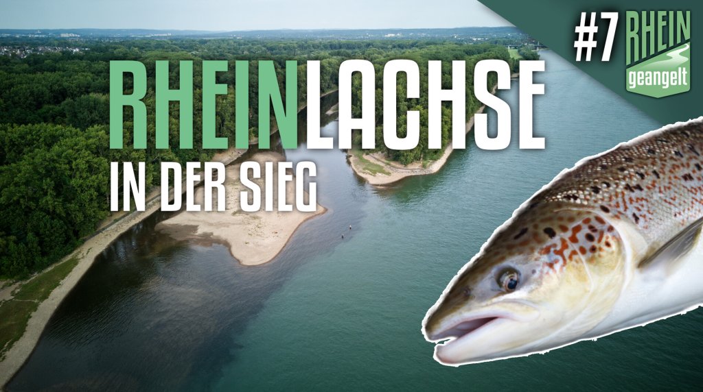 RHEINgeangelt: Die Lachse der Sieg